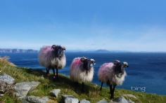 PinkSheep1920x12008-28-2012 2_45_01 PM Bing Desktop